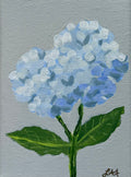 Hi! Drangea